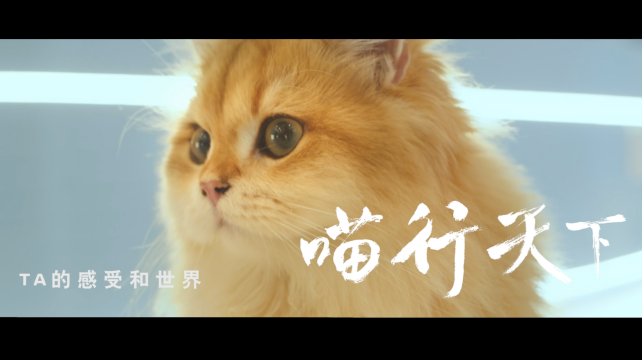 喵行天下，與NI解鎖新體驗